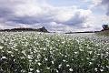 4. Field of flax